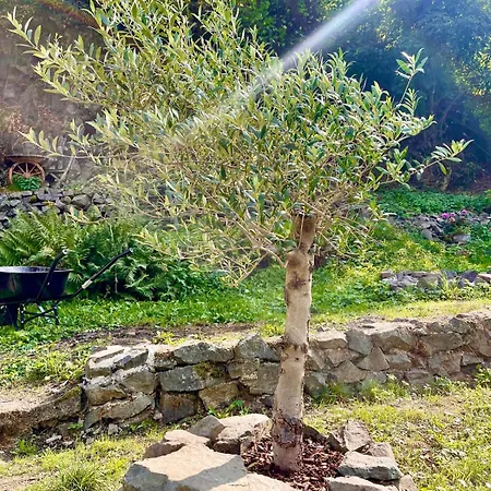 Lilly * Banská Štiavnica